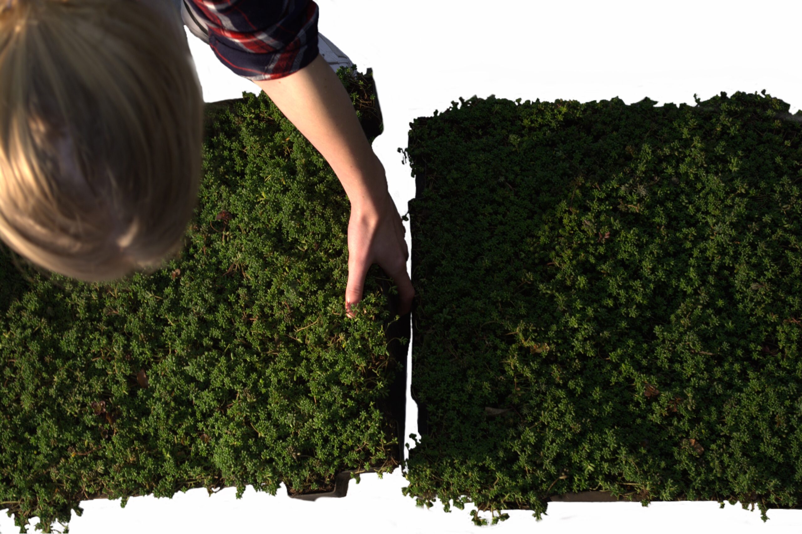 zelf sedum aanleggen