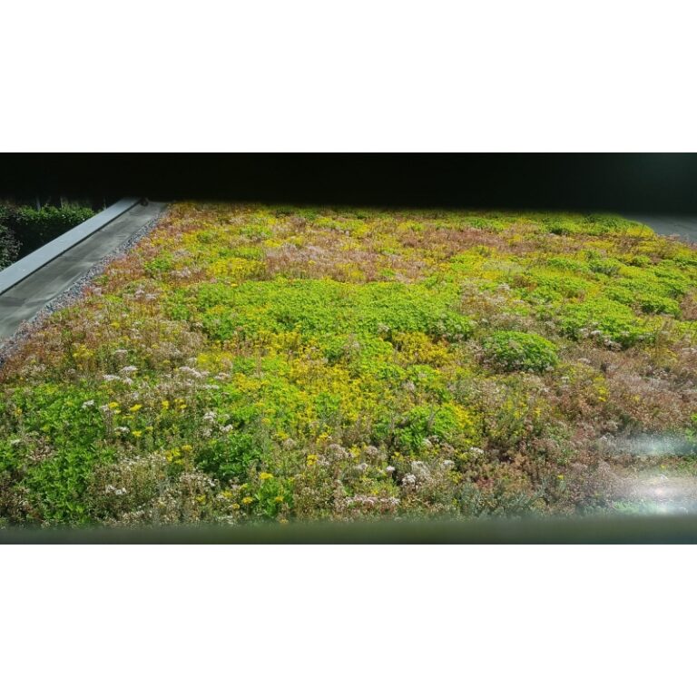 Sedum op schuin dak aanleggen Sedum Plus