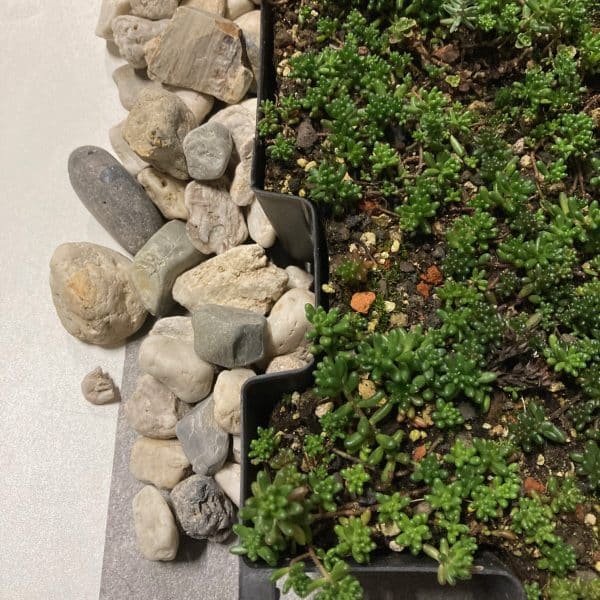 Opbouw Sedumd cassettes