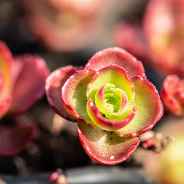 Sedum Fuldaglut