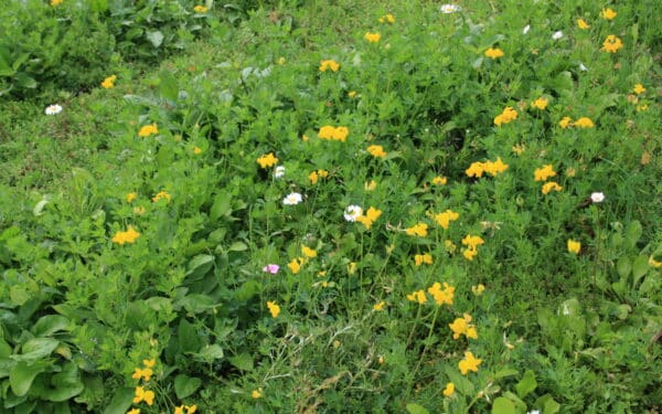 Sedum kruidenmatten voor meer biodiversiteit in uw leefomgeving