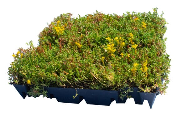 Sedum lichtgewicht cassettes stuks prijs