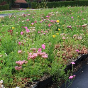 Compleet Biodivers cassette pakket groendak  Kruiden en 50%  Sedum wateropslag 35 liter per m²