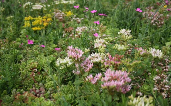 Inheems bloemendak pakket Drainage systeem, substraat 8cm, 50% Sedum 50% bloemen