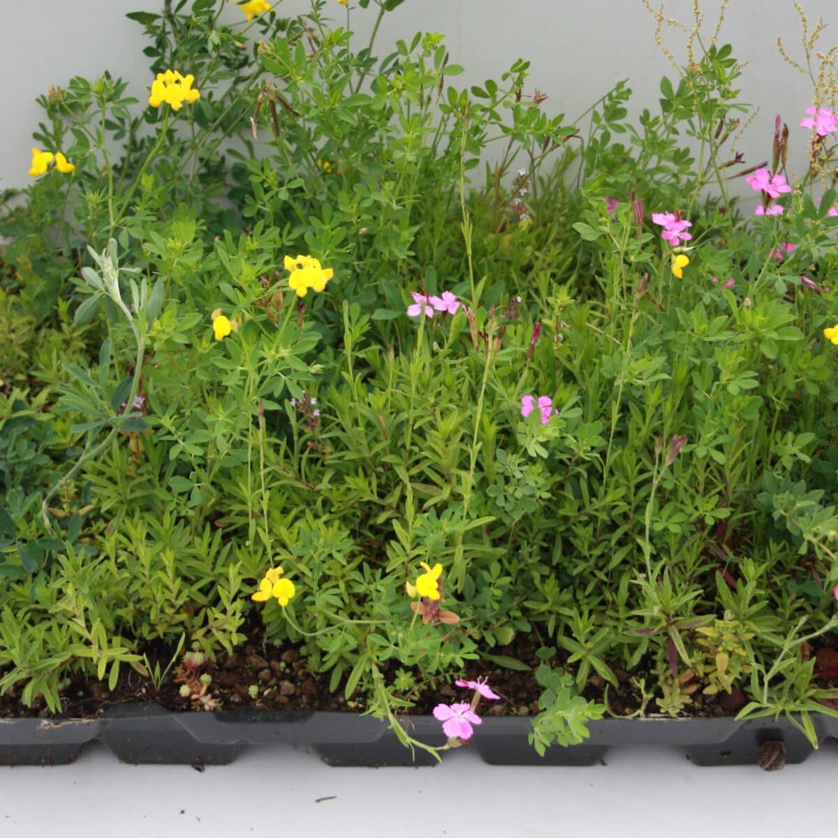 Cassettes aangepast 2025