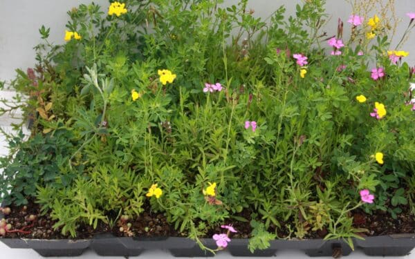 Sedum-kruiden cassette stuks prijs