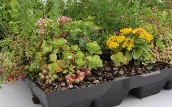 Sedum-kruiden cassettes per stuk wateropslagcapaciteit: ± 35 liter/ m²