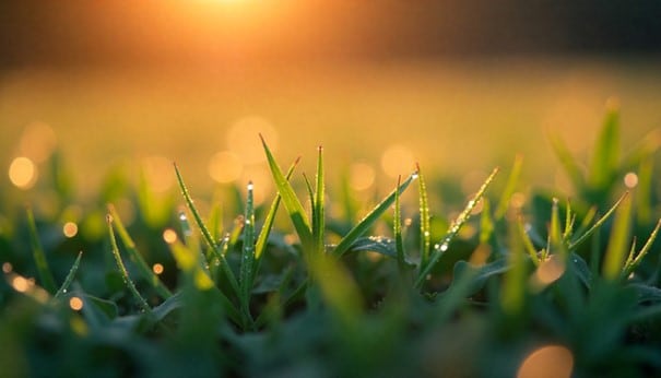 Dauw op jonge groene sedumplanten in ochtendlicht