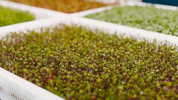 wanneer Sedum planten