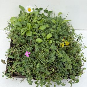Sedum kruiden tegel 30x30 cm