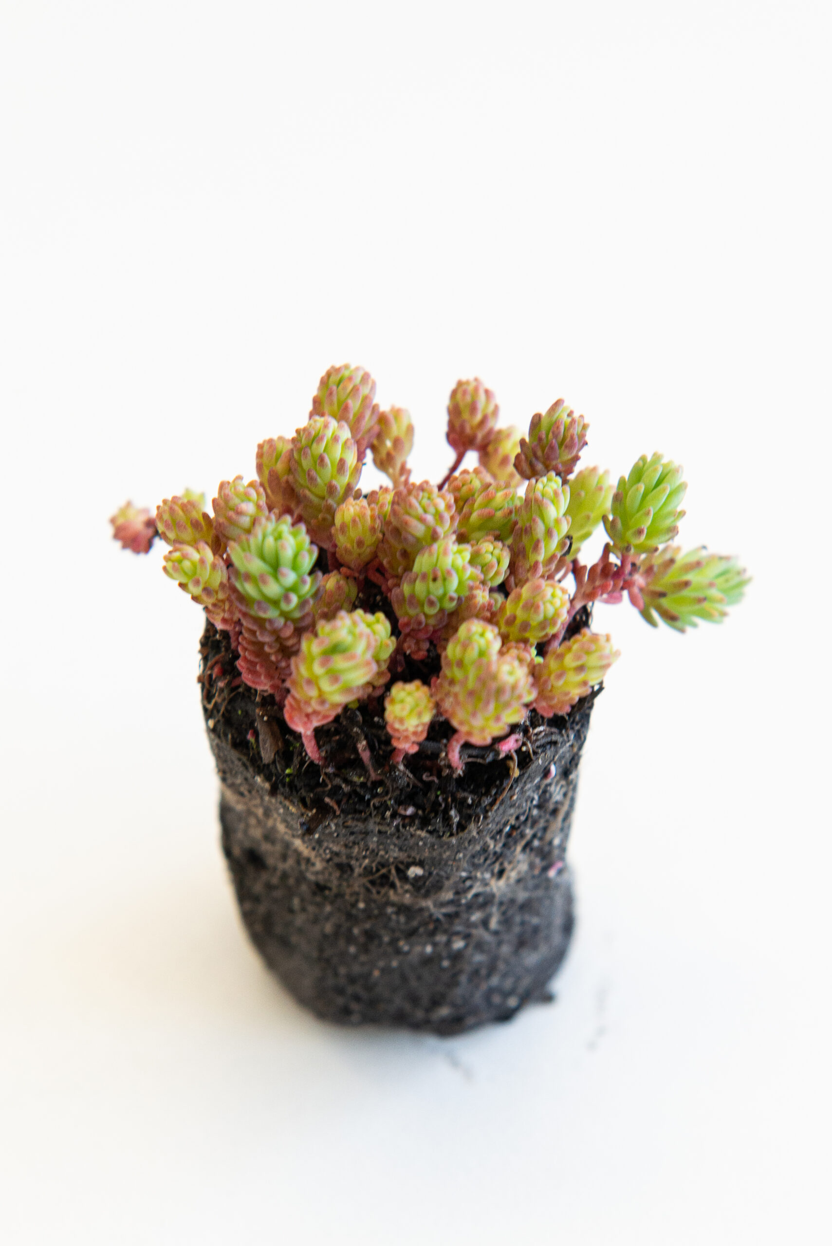 Sedum plant pakket met losse planten waterbuffer 32 liter per m² - Afbeelding 20