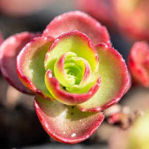 Sedum plant pakket met losse planten waterbuffer 32 liter per m²