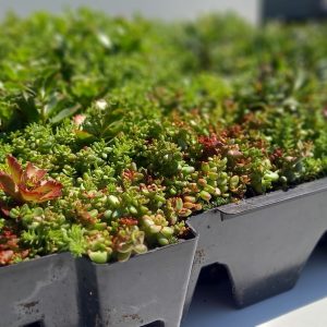 Sedum cassettes lichtgewicht prijs per cassette