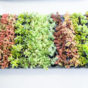 Sedum pluggen planten mix tray
