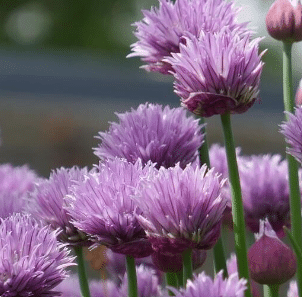 Kruiden planten : Alium schoenoprasum bieslook – Bild 2