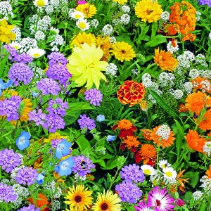 Bloemenzaden zakjes 2.5 gram