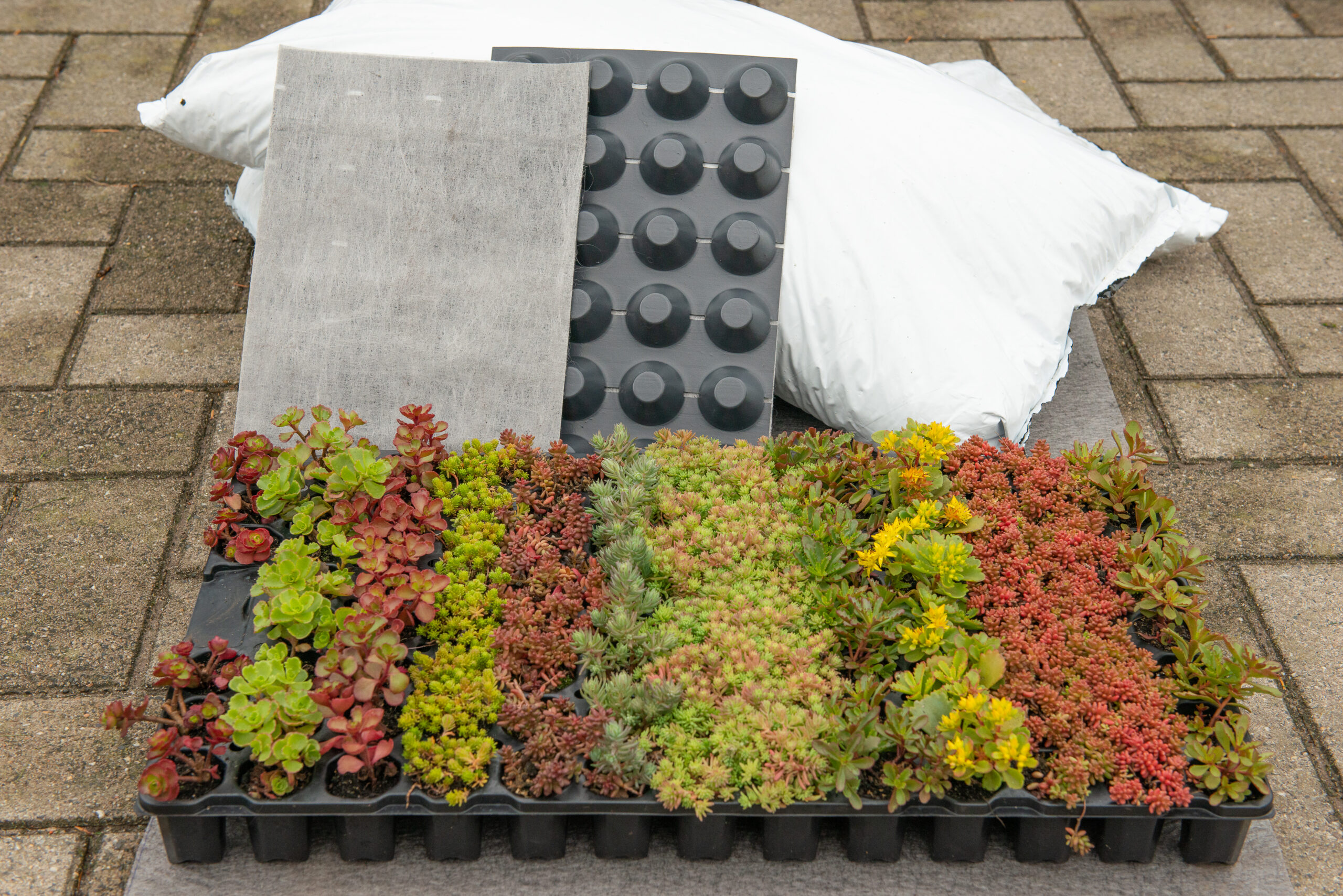 Sedum plant pakket met losse planten waterbuffer 32 liter per m² - Afbeelding 4