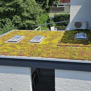 Sedum lichtgewicht cassettes compleet groen dak pakket wateropslag 25 liter per m²
