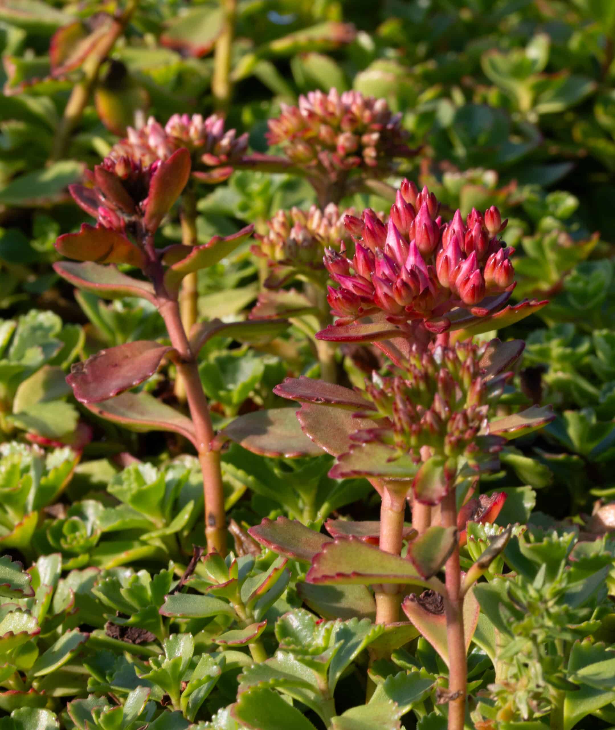 Sedummatten met zomerbloemen – Bild 2