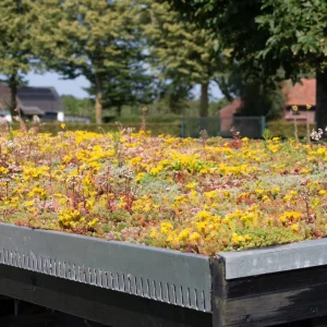 Standaard Sedum lichtgewicht pakket  waterbuffer 32 liter per m²