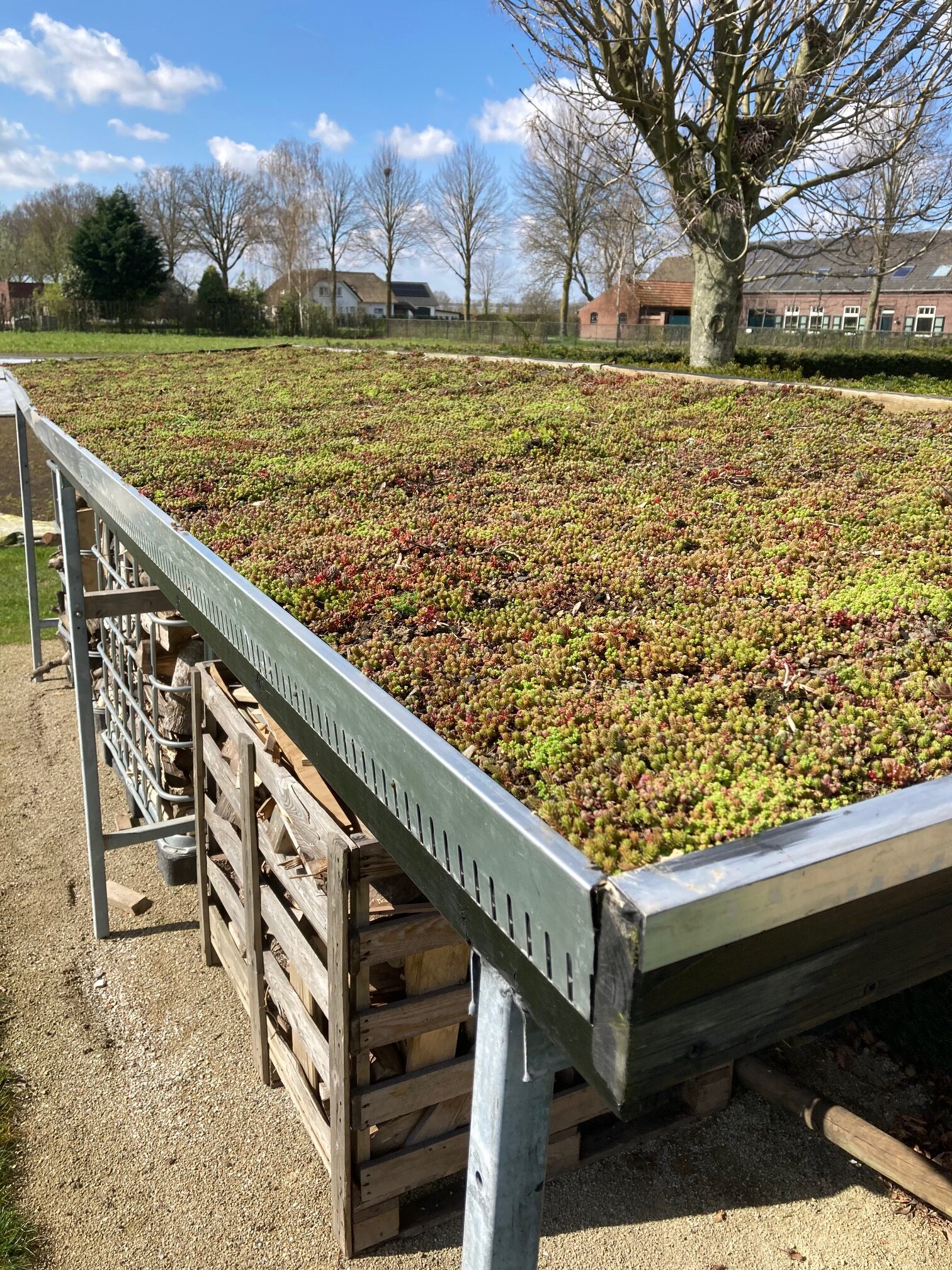 Sedum plant pakket met losse planten waterbuffer 32 liter per m² - Afbeelding 30