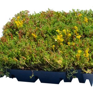 Sedum cassettes lichtgewicht prijs per cassette vanaf € 12,50