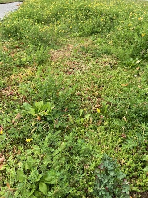 Biologisch Sedum kruiden dak pakket waterbuffer 35 liter per m² - Afbeelding 3