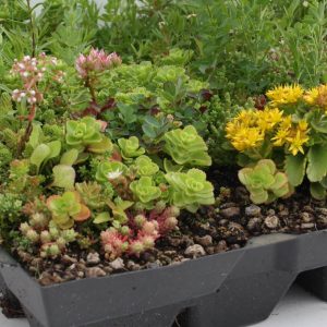 Sedum kruiden cassettes voor meer biodiversiteit prijs per cassette