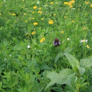 Sedum-bio diverse kruidenmat kant-en-klare met Inheemse kruiden