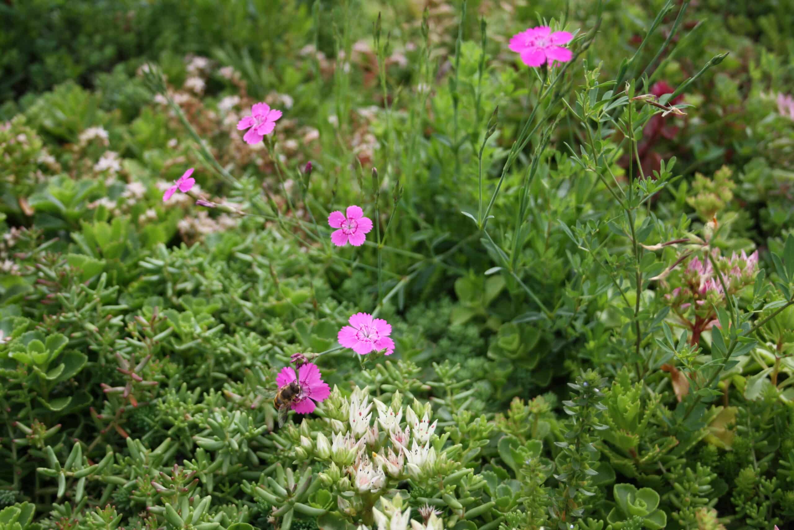 Sedummatten met zomerbloemen – Bild 8