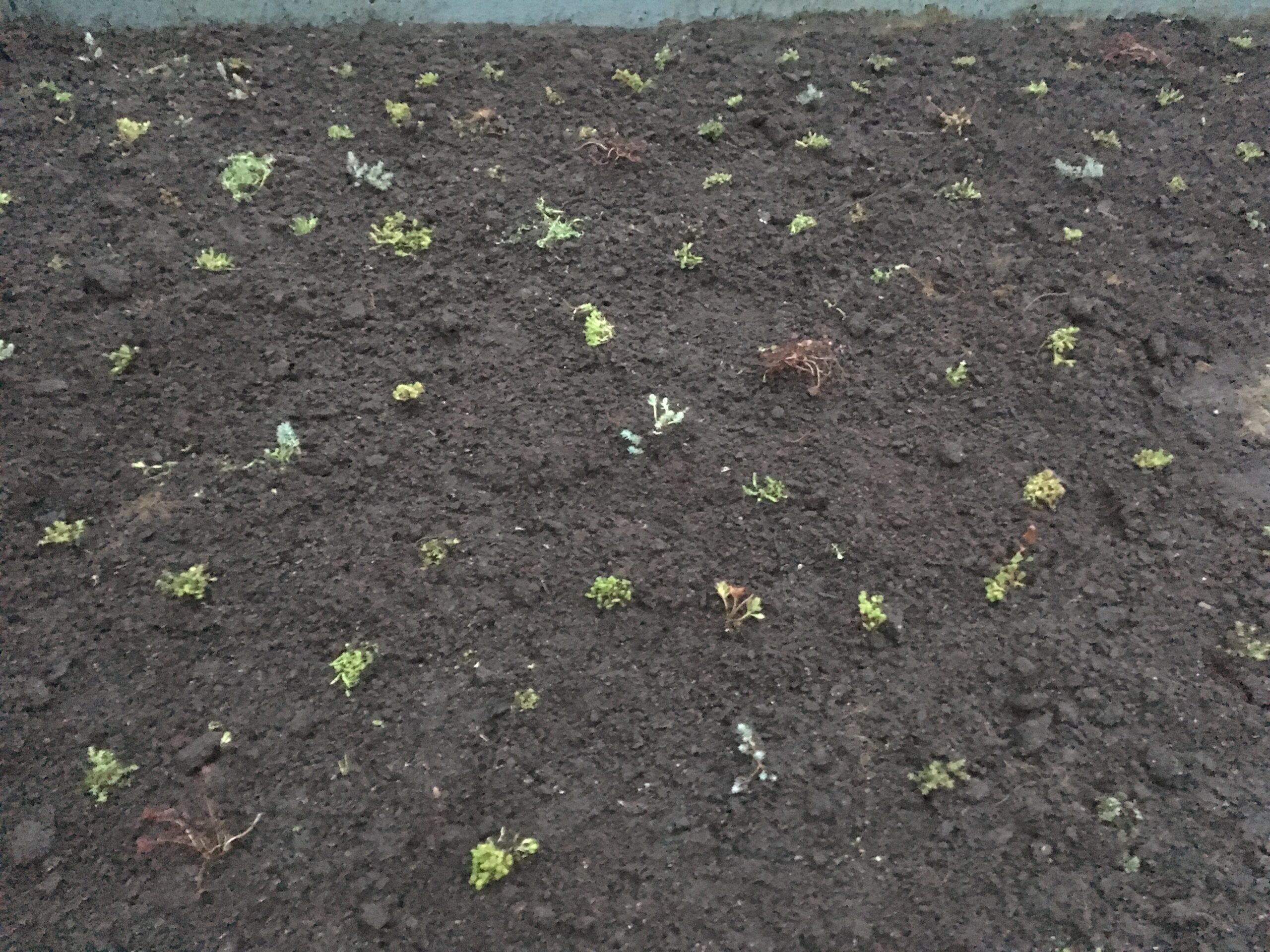 Sedum plant pakket met losse planten waterbuffer 32 liter per m² - Afbeelding 2
