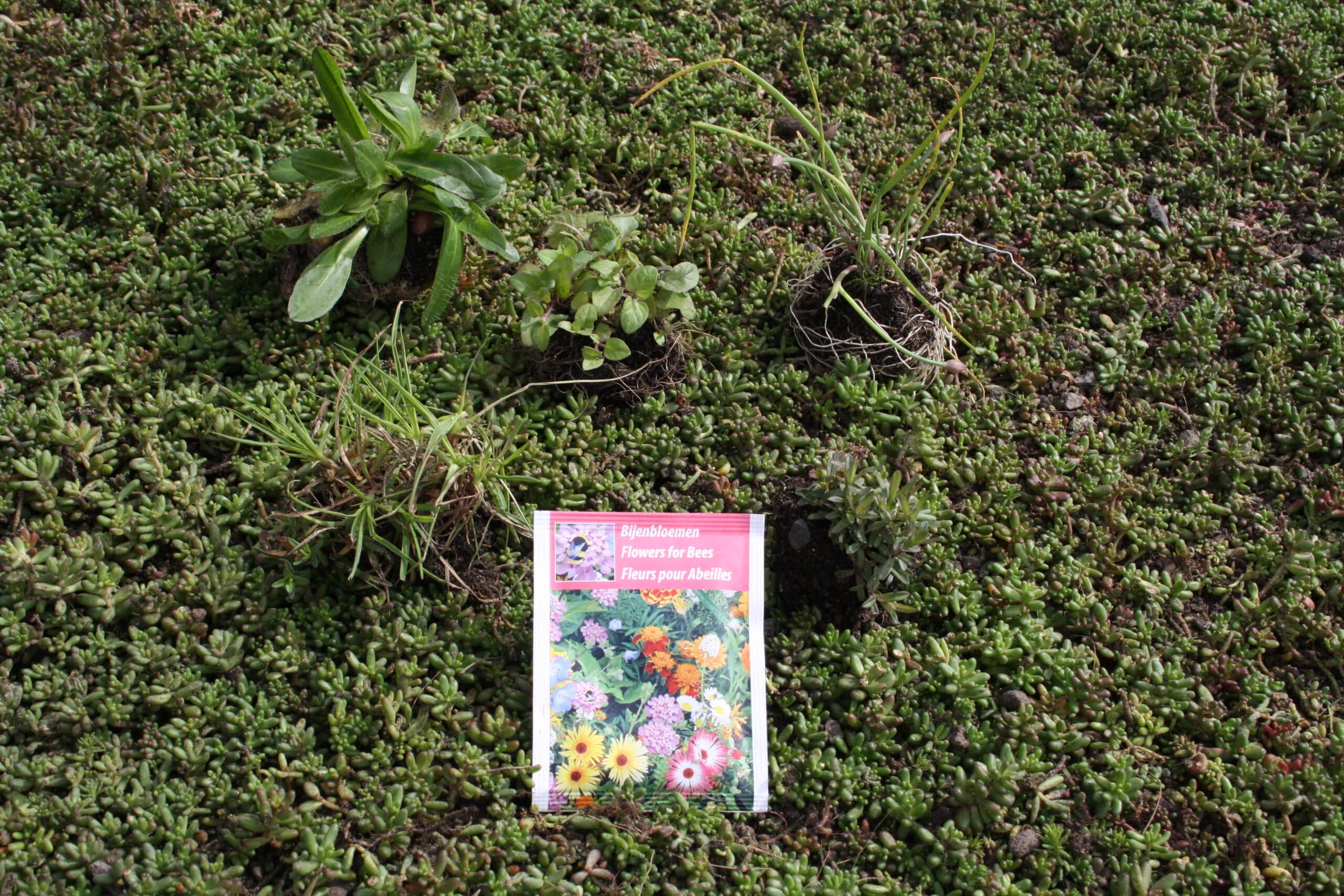 Sedum plant pakket met losse planten waterbuffer 32 liter per m² - Afbeelding 22