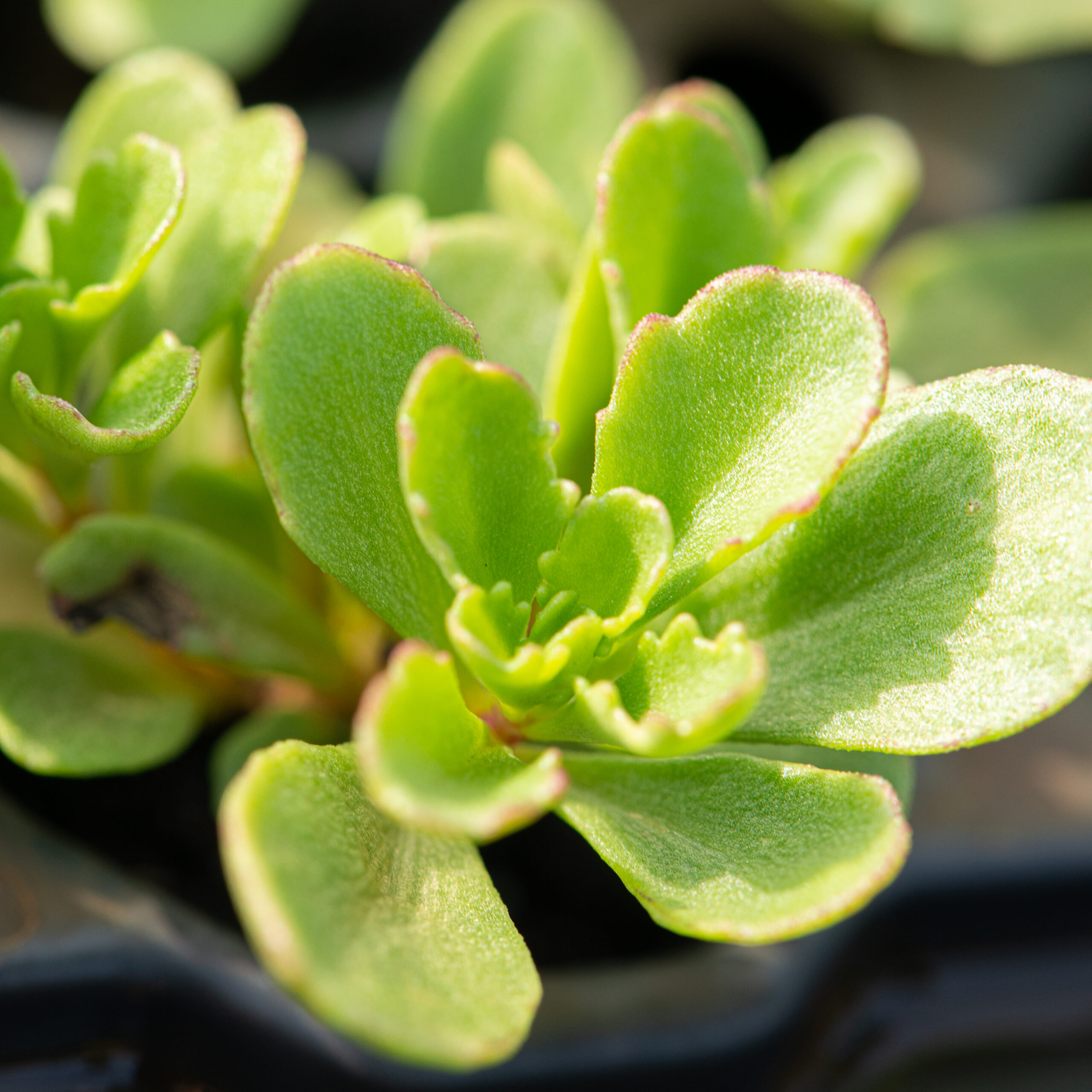 Sedum plant pakket met losse planten waterbuffer 32 liter per m² - Afbeelding 10