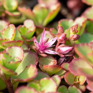 Sedum plant pakket met losse planten waterbuffer 32 liter per m²