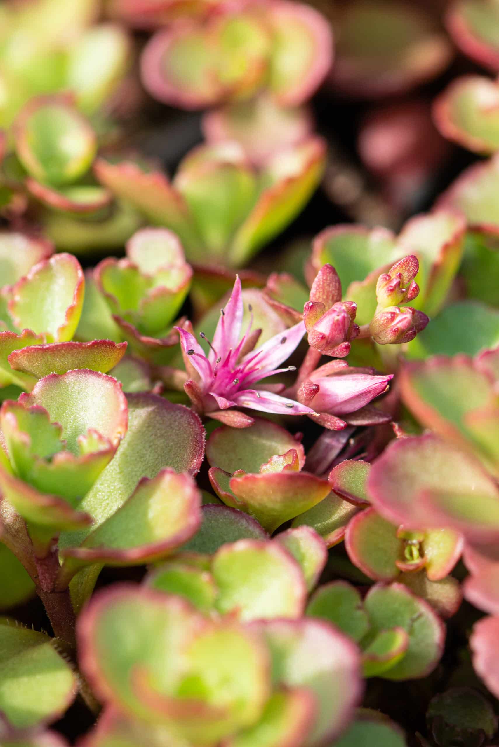Sedum plant pakket met losse planten waterbuffer 32 liter per m²