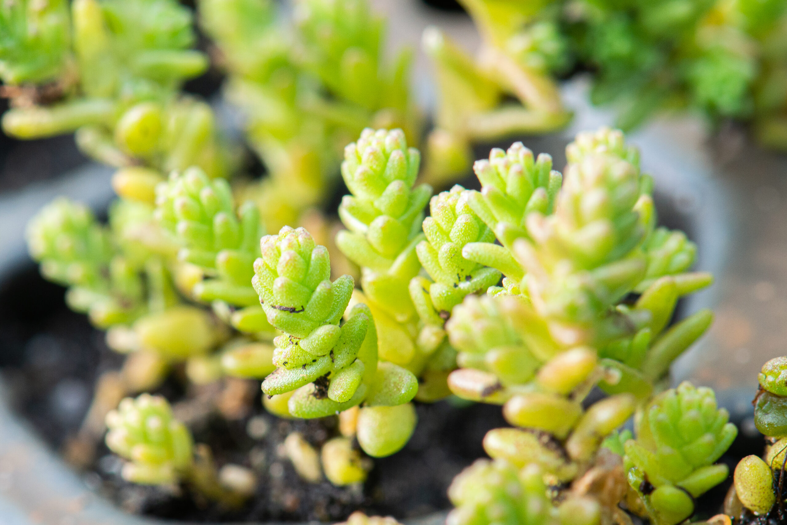 Sedum plant pakket met losse planten waterbuffer 32 liter per m² - Afbeelding 13