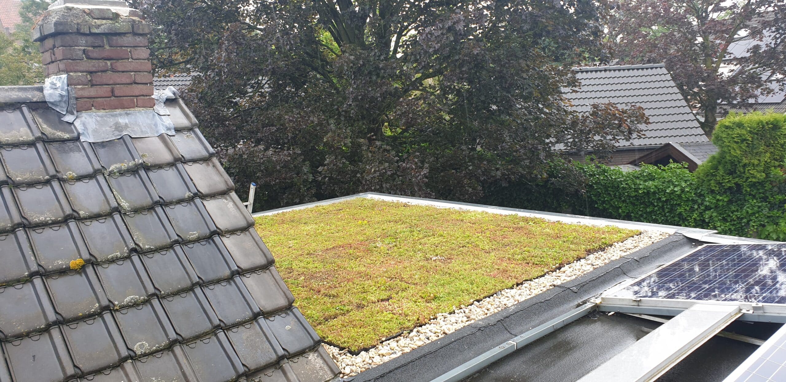 Standaard lichtgewicht Sedum pakket waterbuffer 32 liter per m² - Afbeelding 28