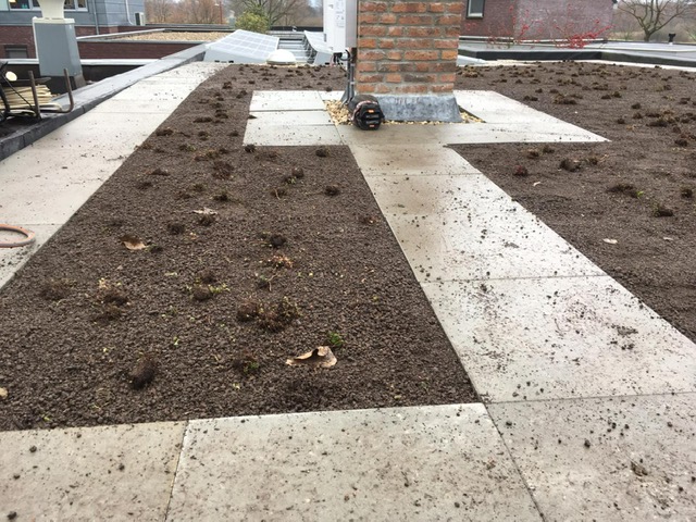 Sedum plant pakket met losse planten waterbuffer 32 liter per m² - Afbeelding 19