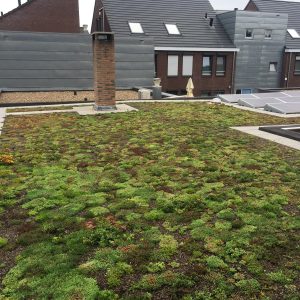Sedum plant pakket met losse planten waterbuffer 32 liter per m²
