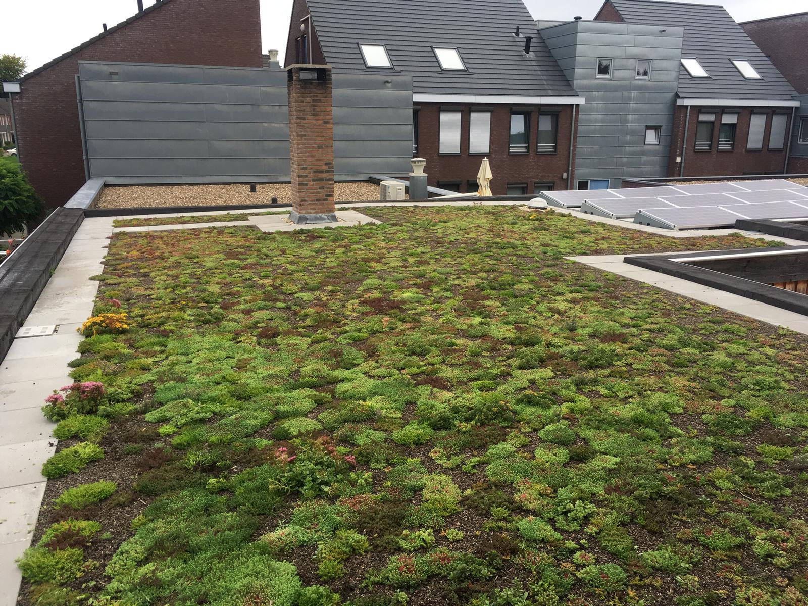 Sedum plant pakket met losse planten waterbuffer 32 liter per m² - Afbeelding 3