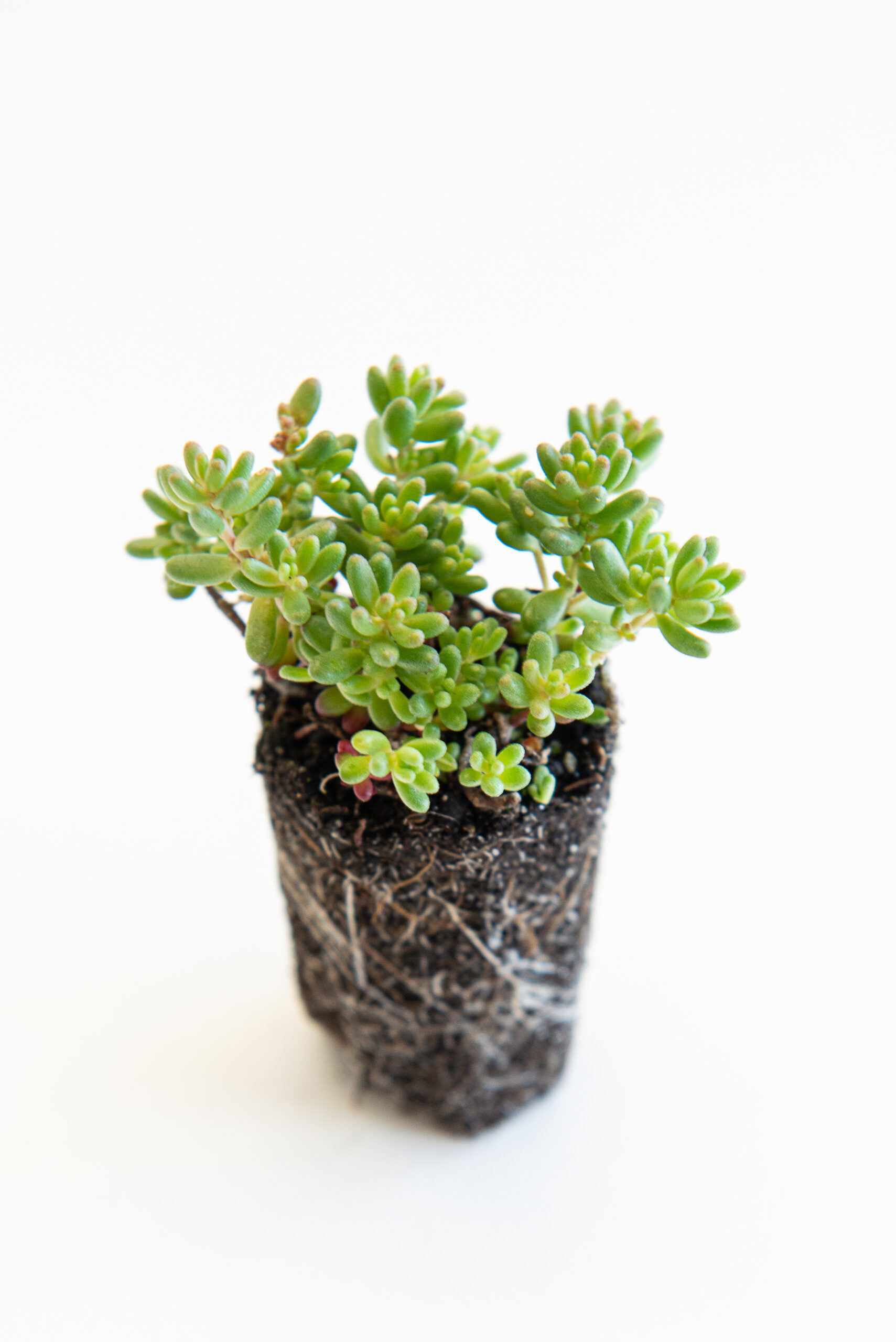 Sedum plant pakket met losse planten waterbuffer 32 liter per m² - Afbeelding 6