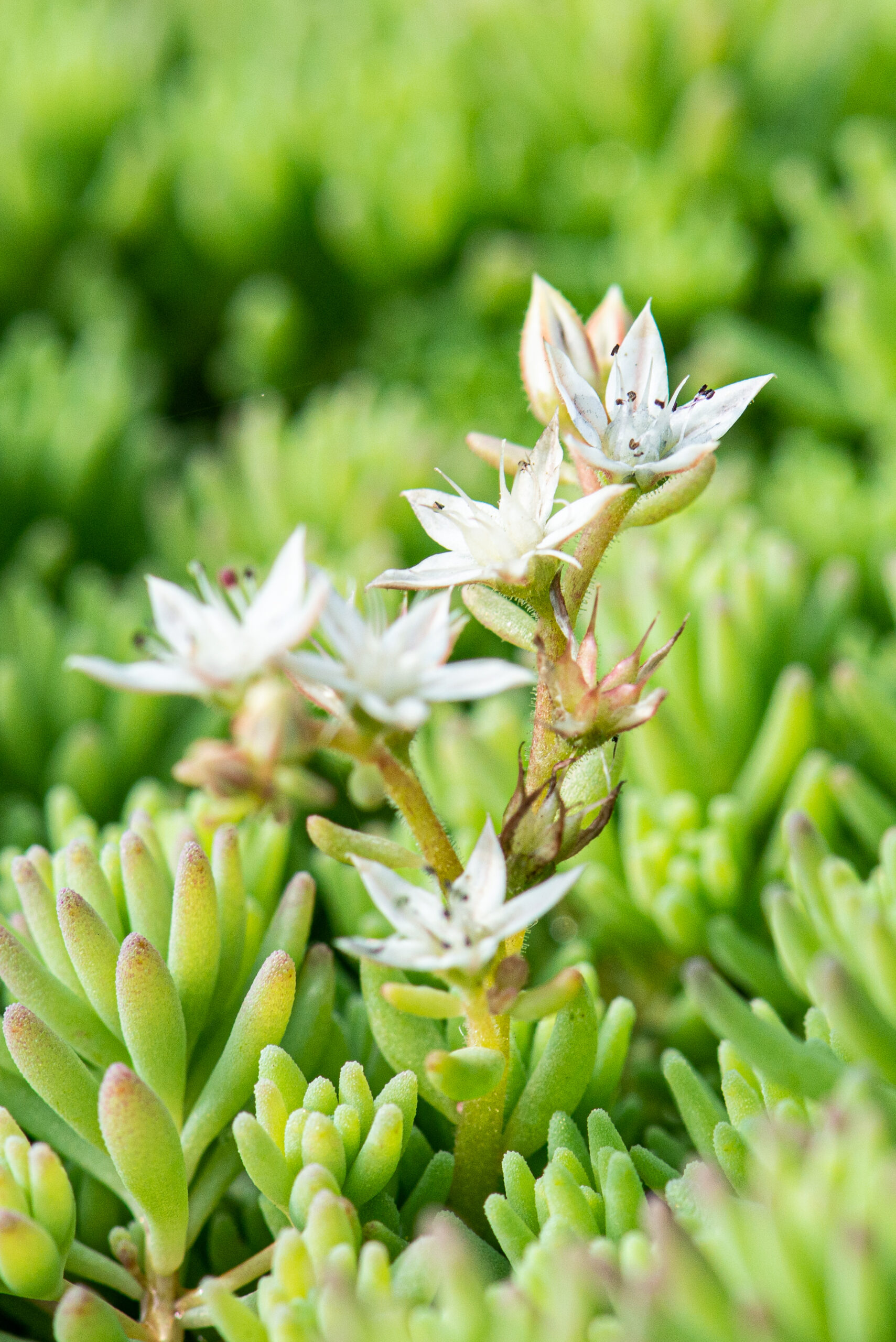 Sedum plant pakket met losse planten waterbuffer 32 liter per m² - Afbeelding 11