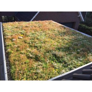 Sedum plat dak pakket grote waterbuffer 40 liter per m²
