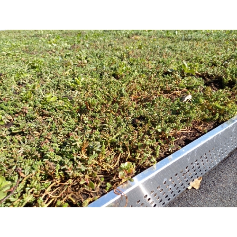 Standaard lichtgewicht Sedum pakket waterbuffer 32 liter per m² - Afbeelding 8