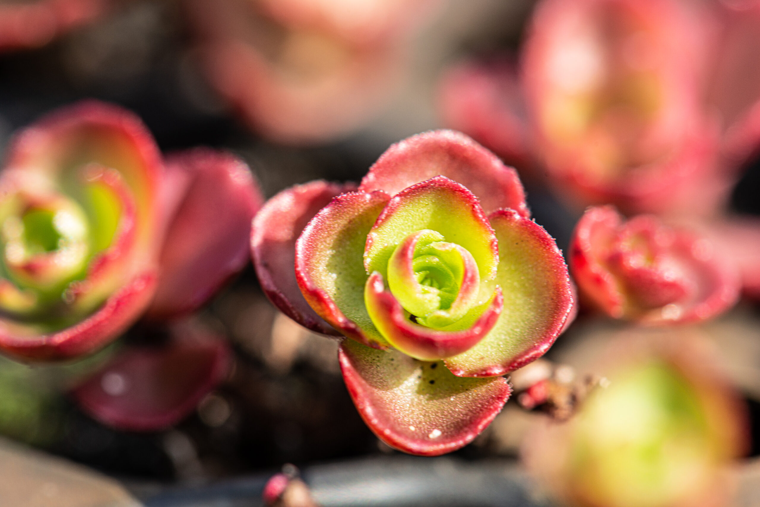 Sedum plant pakket met losse planten waterbuffer 32 liter per m² - Afbeelding 8