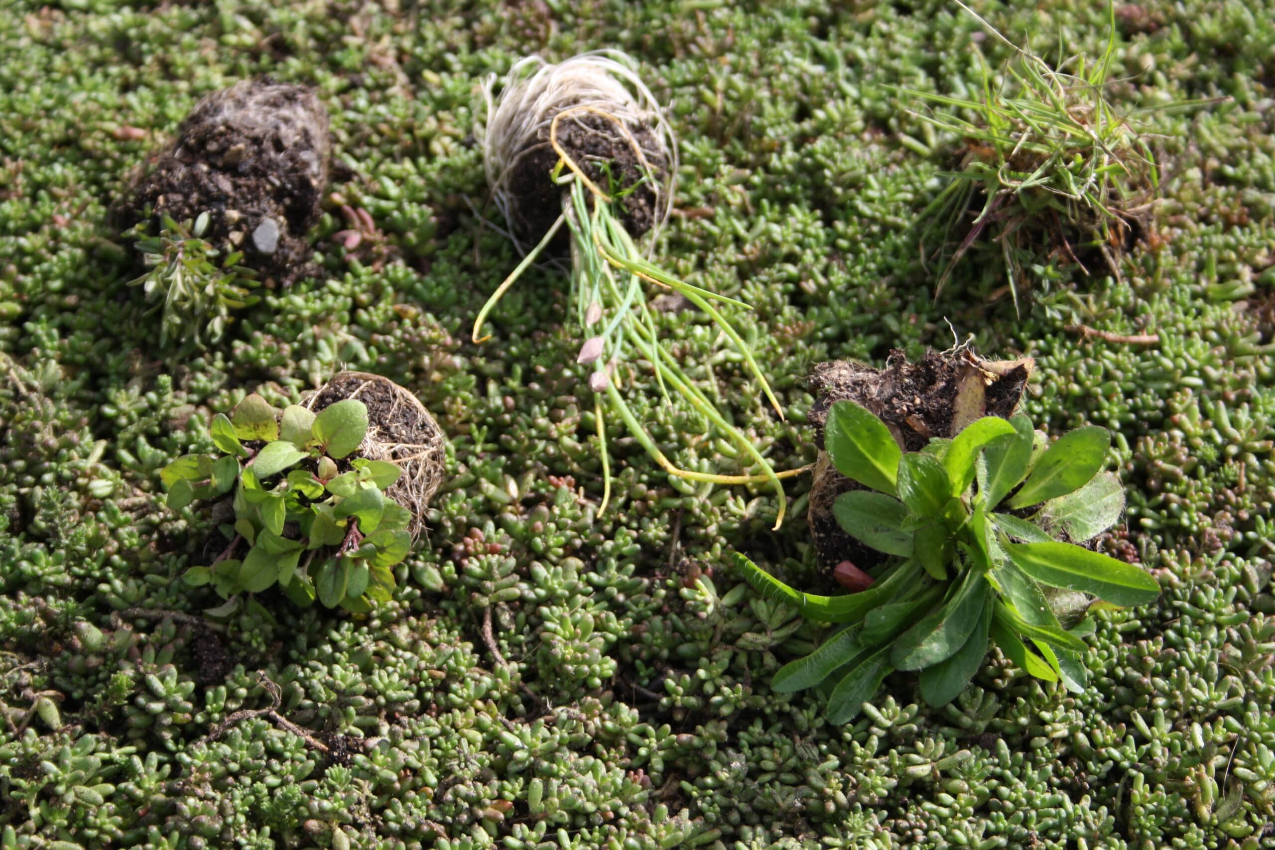 Sedum plant pakket met losse planten waterbuffer 32 liter per m² - Afbeelding 24