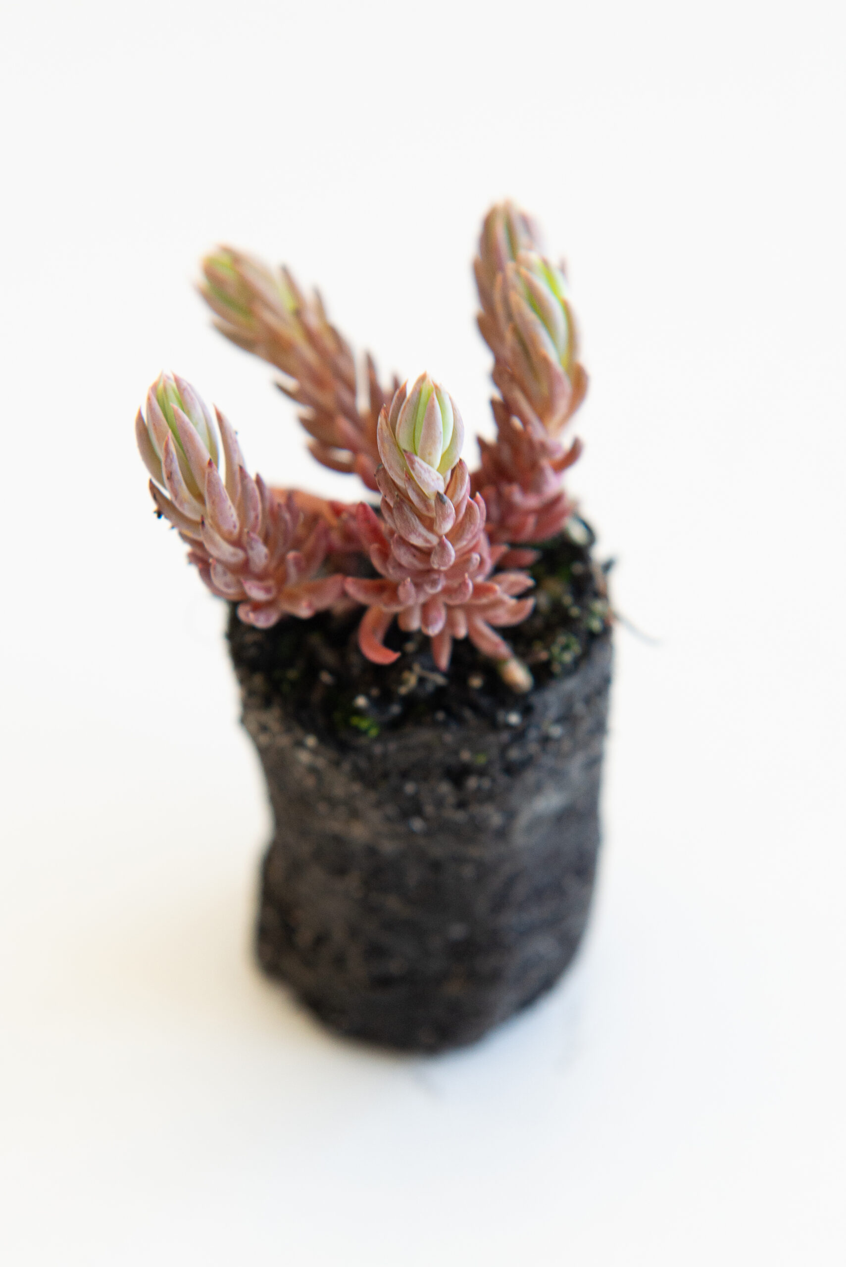 Sedum plant pakket met losse planten waterbuffer 32 liter per m² - Afbeelding 7