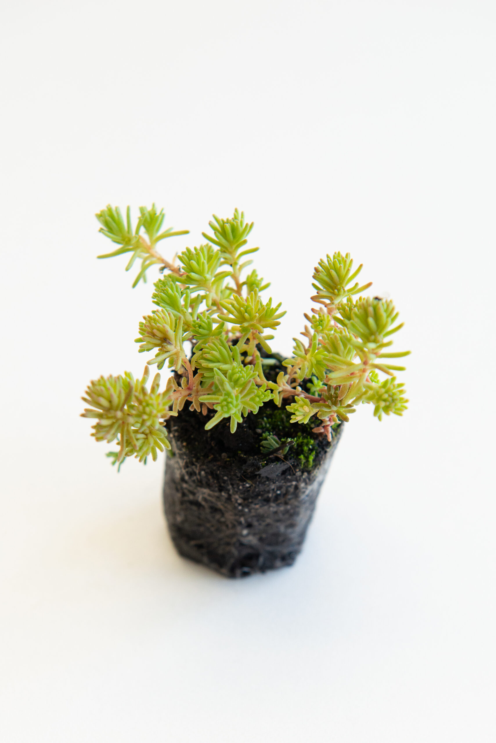 Sedum plant pakket met losse planten waterbuffer 32 liter per m² - Afbeelding 21