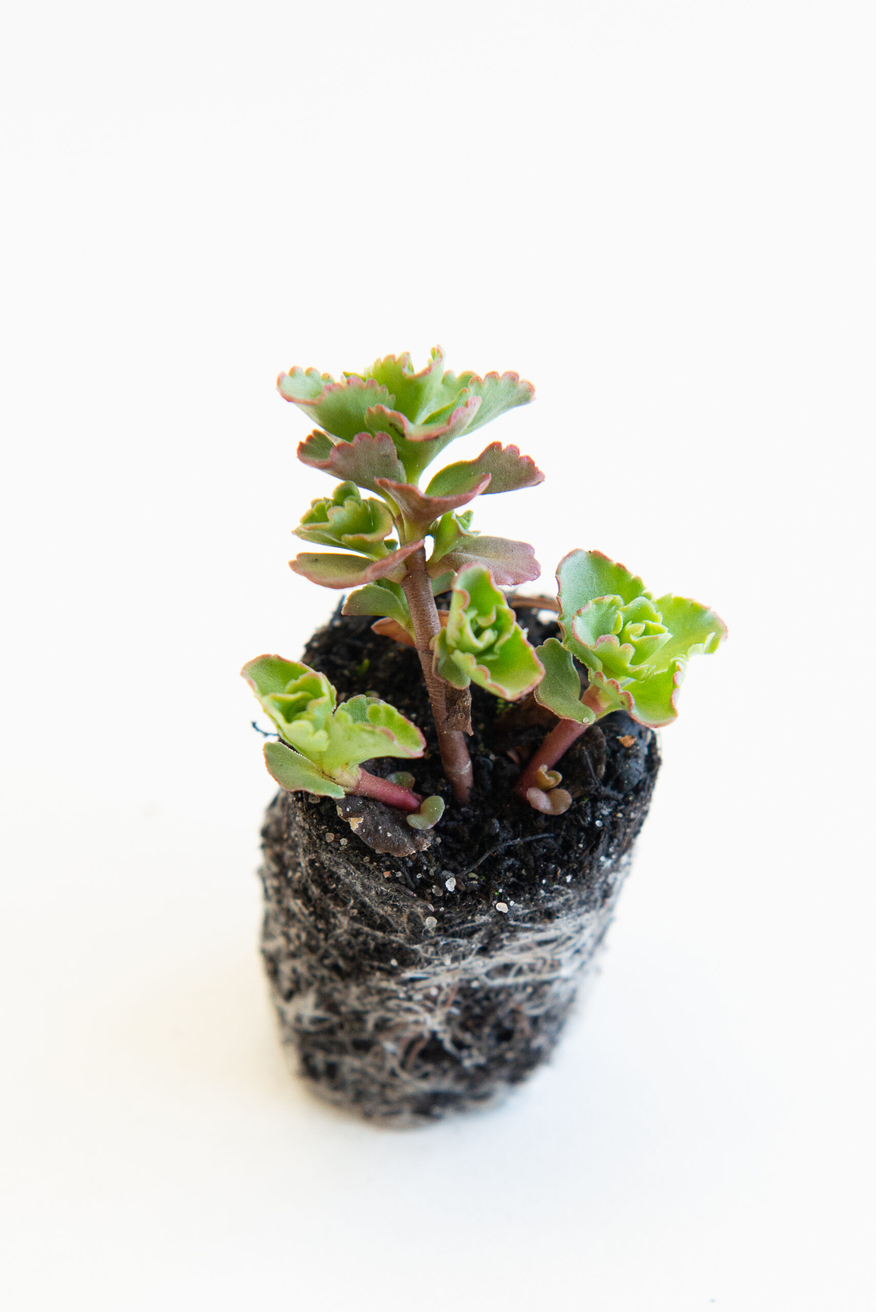 Sedum plant pakket met losse planten waterbuffer 32 liter per m² - Afbeelding 9