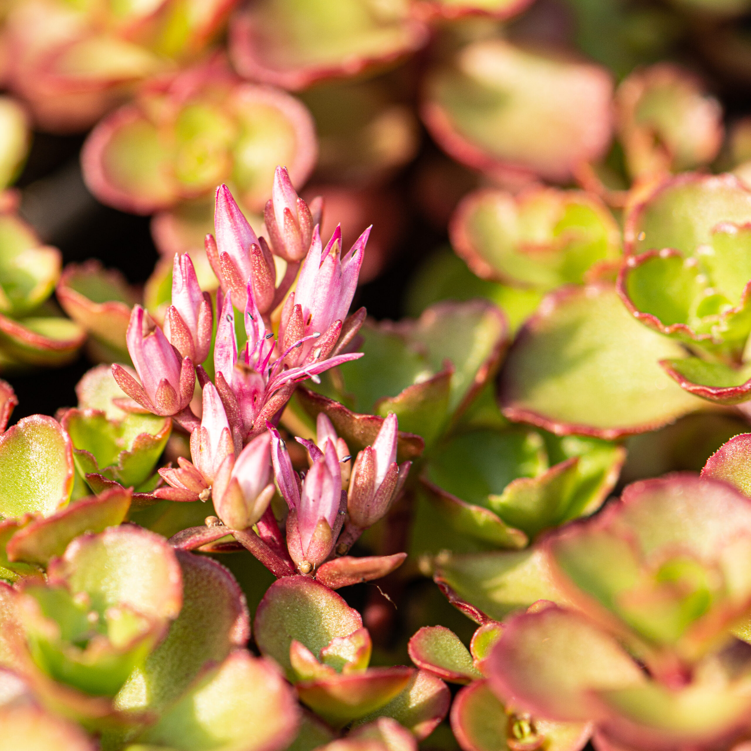 Sedum plant pakket met losse planten waterbuffer 32 liter per m² - Afbeelding 12